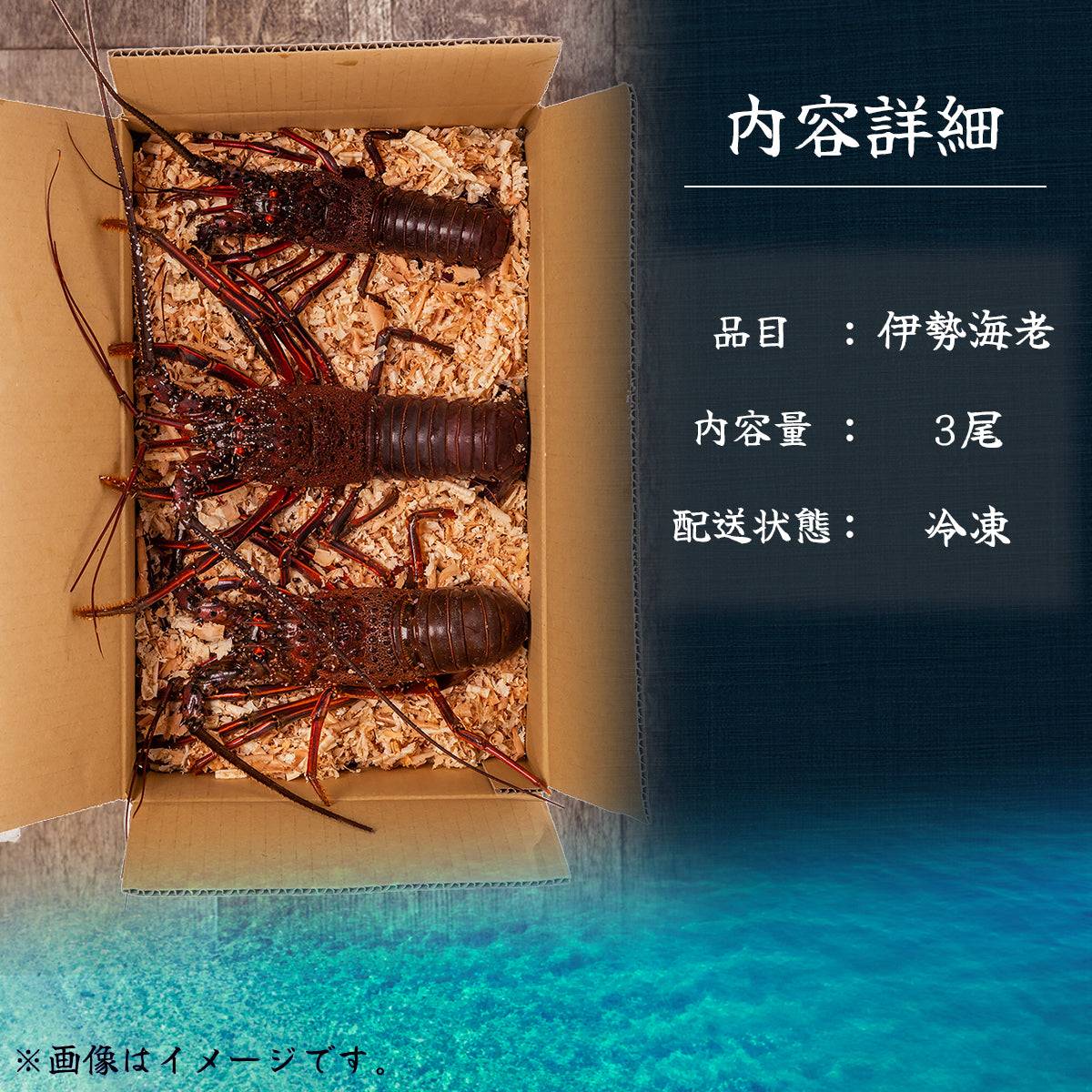 冷凍 伊勢海老 <匹数:1~3尾 量:300〜2100g 目安1.5〜6人前> 【土佐黒潮水産】公式オンラインショップ 黒潮水産