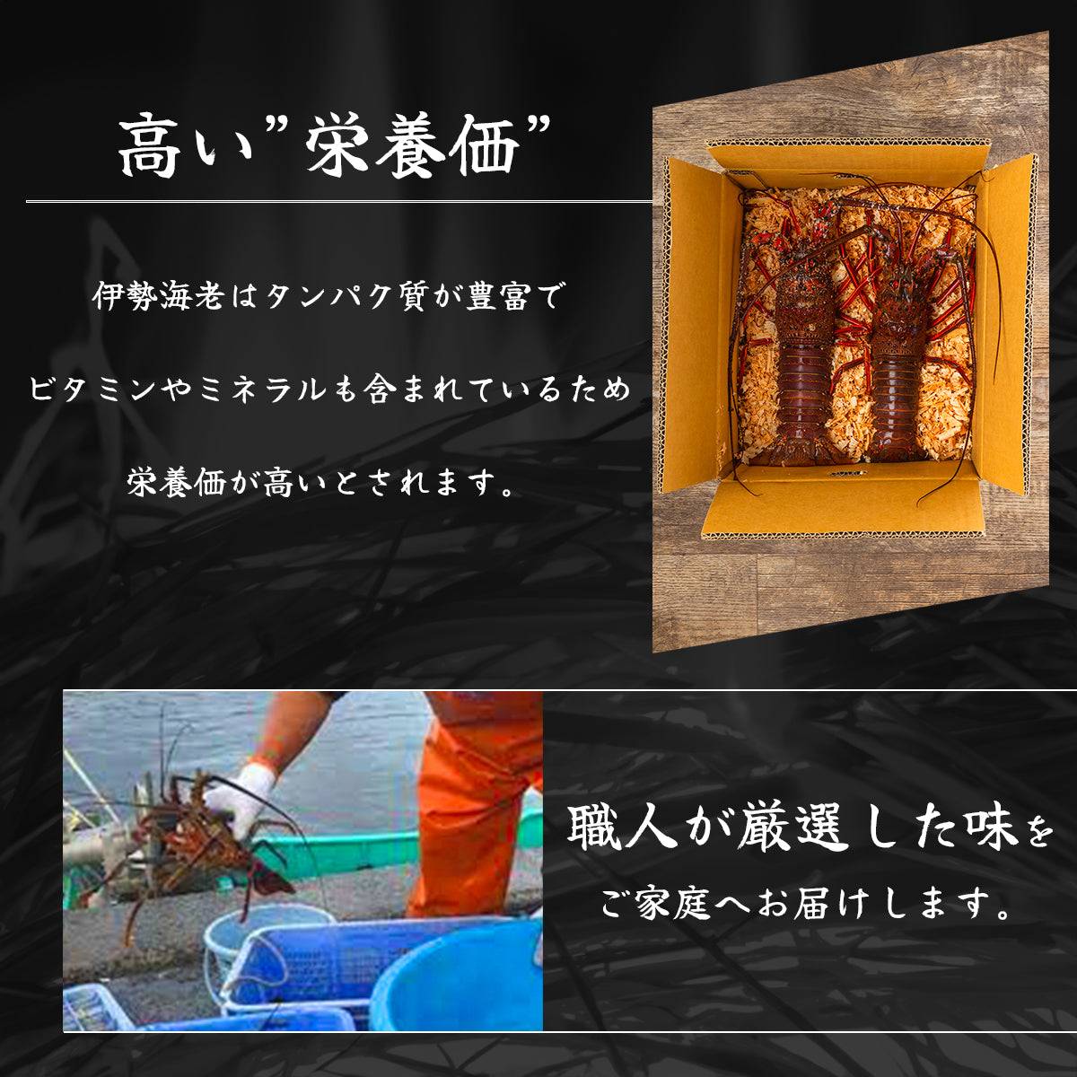 冷凍 伊勢海老 <匹数:1~3尾 量:300〜2100g 目安1.5〜6人前> 【土佐黒潮水産】公式オンラインショップ 黒潮水産