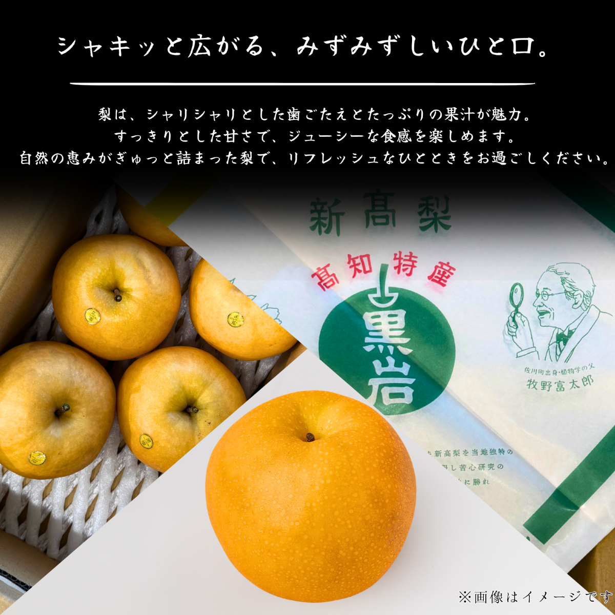 新高梨 高知県黒岩産<玉数:5玉 量:5kg>