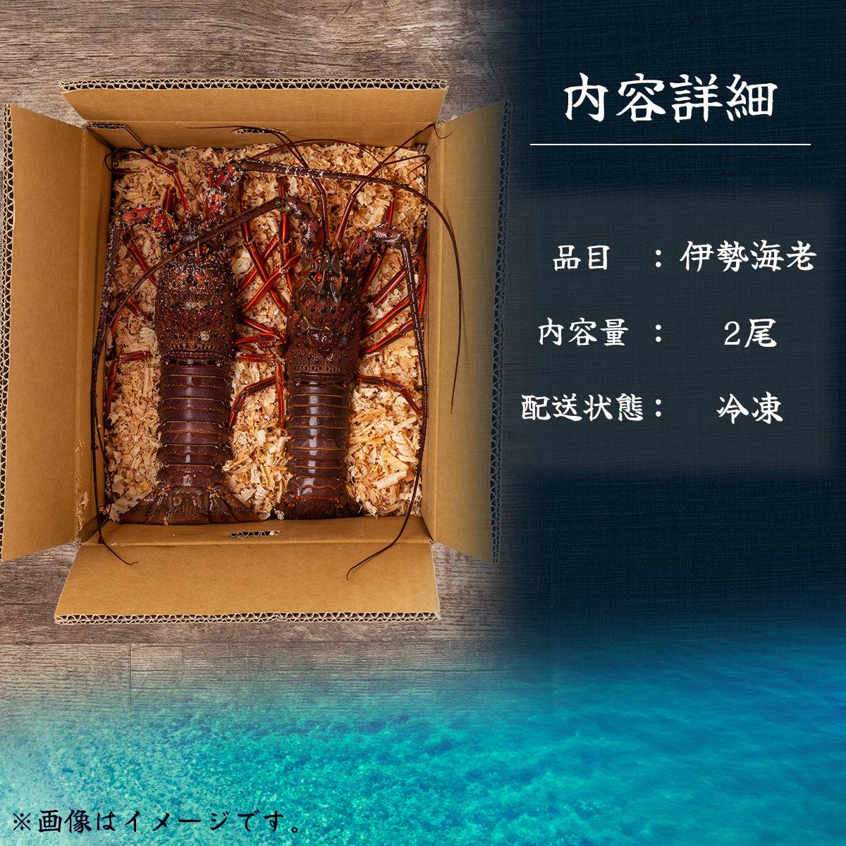 冷凍 伊勢海老 <匹数:1~3尾 量:300〜2100g 目安1.5〜6人前> 【土佐黒潮水産】公式オンラインショップ 黒潮水産
