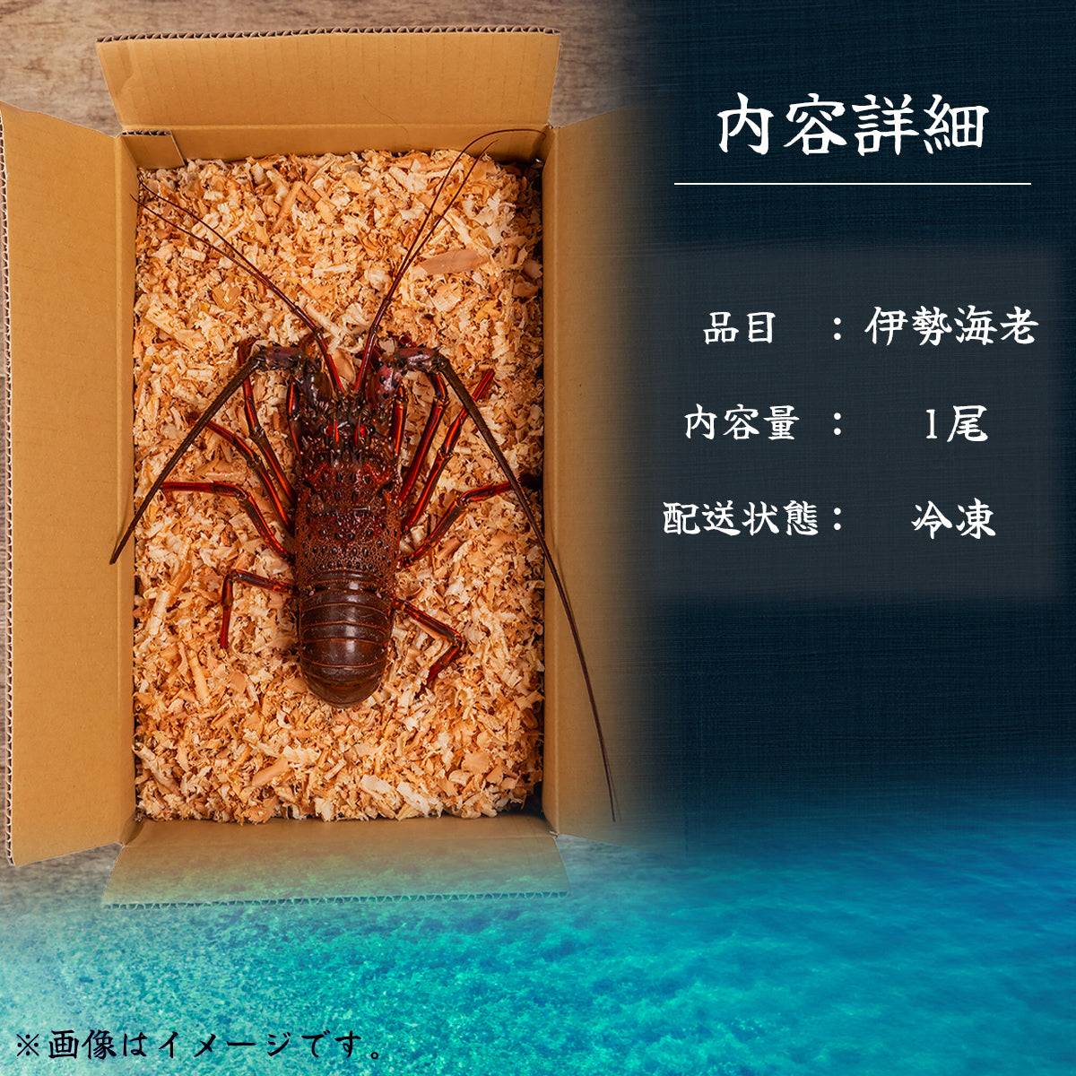 冷凍 伊勢海老 <匹数:1~3尾 量:300〜2100g 目安1.5〜6人前> 【土佐黒潮水産】公式オンラインショップ 黒潮水産