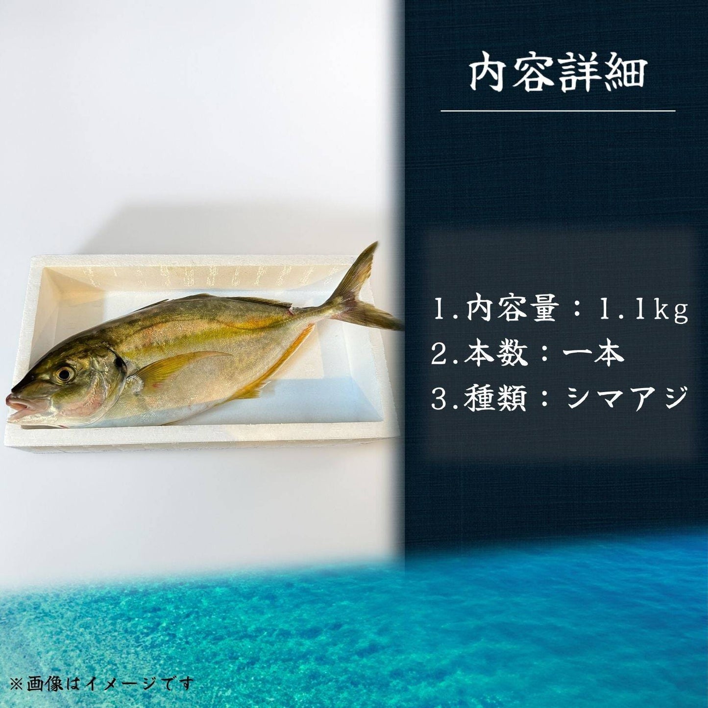 シマアジ <一本 量:1.1kg前後> 【土佐黒潮水産】公式オンラインショップ 黒潮水産