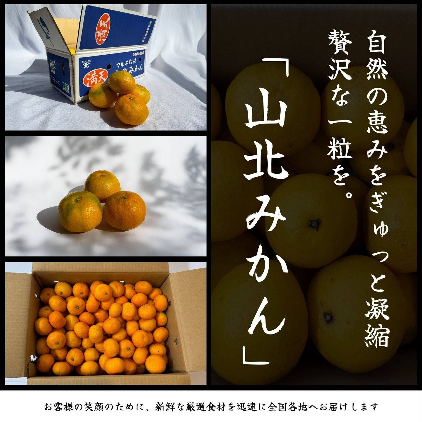 山北みかん <サイズ:S or L 量:5kg> 【土佐黒潮水産】公式オンラインショップ 黒潮水産