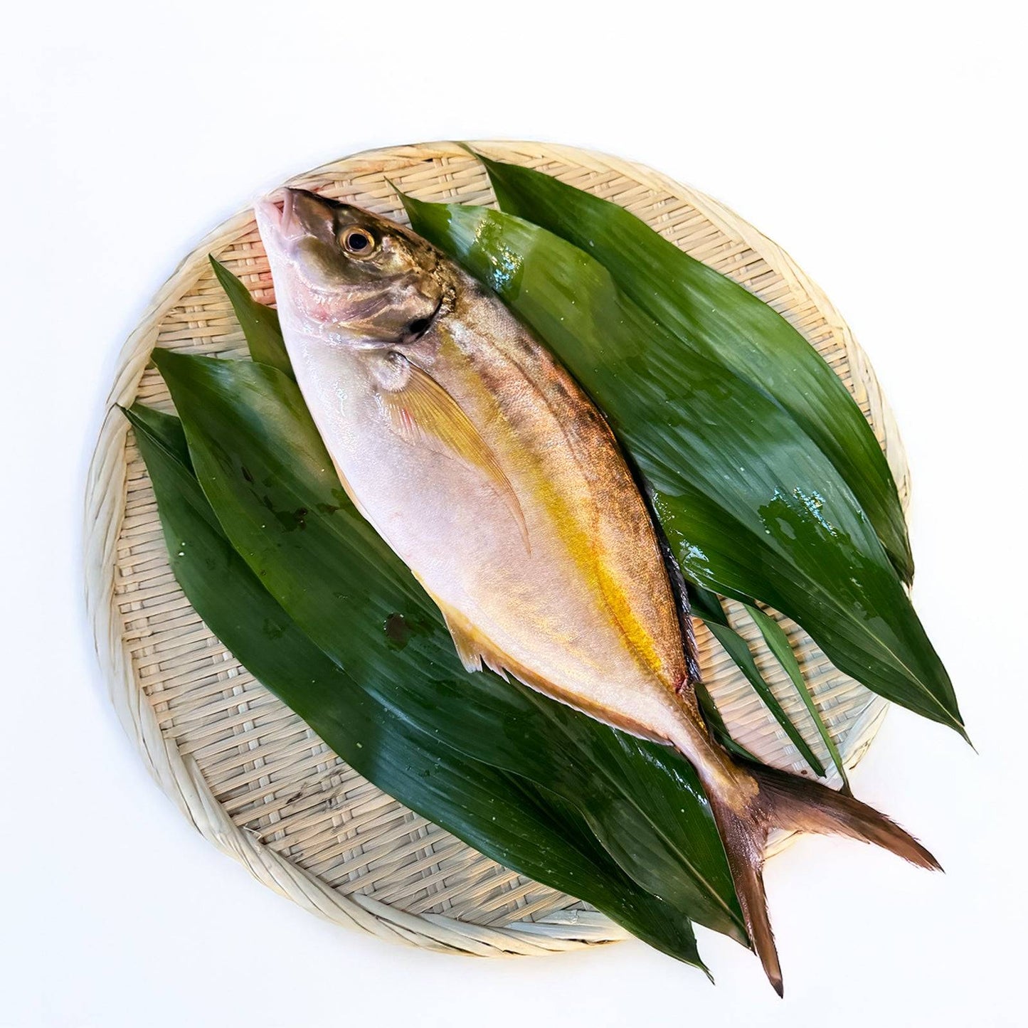 シマアジ <一本 量:1.1kg前後> 【土佐黒潮水産】公式オンラインショップ 黒潮水産