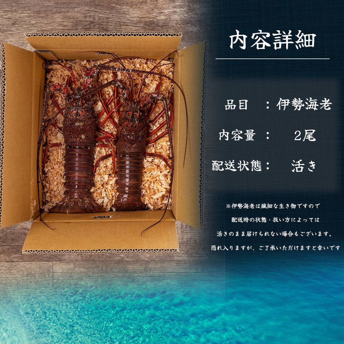 活き 伊勢海老 ＜匹数：1~3尾 量：300〜2100g 目安：1~4.5人前＞ 【土佐黒潮水産】公式オンラインショップ 黒潮水産