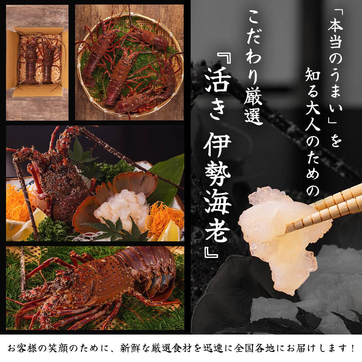 活き 伊勢海老 ＜匹数：1~3尾 量：300〜2100g 目安：1~4.5人前＞ 【土佐黒潮水産】公式オンラインショップ 黒潮水産