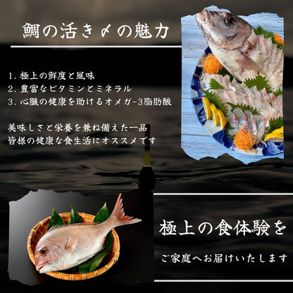 鯛の活き〆 <1kg> 【土佐黒潮水産】公式オンラインショップ 黒潮水産