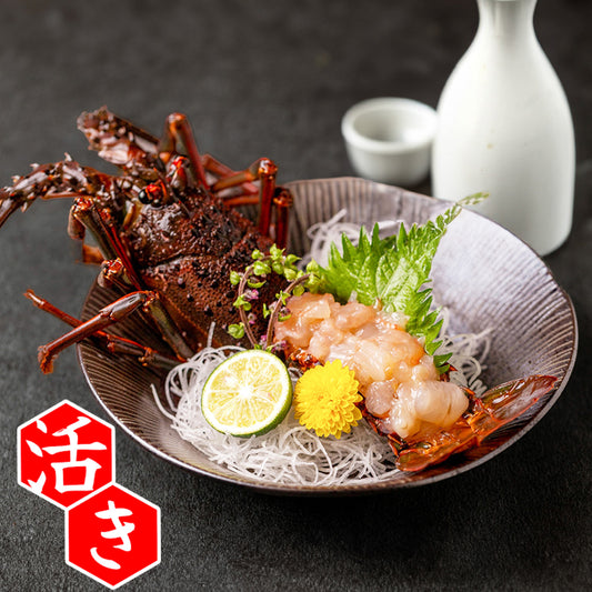 土佐黒潮水産特選、高知県産の新鮮な伊勢海老、鮮やかな赤色とプリプリの食感が特徴