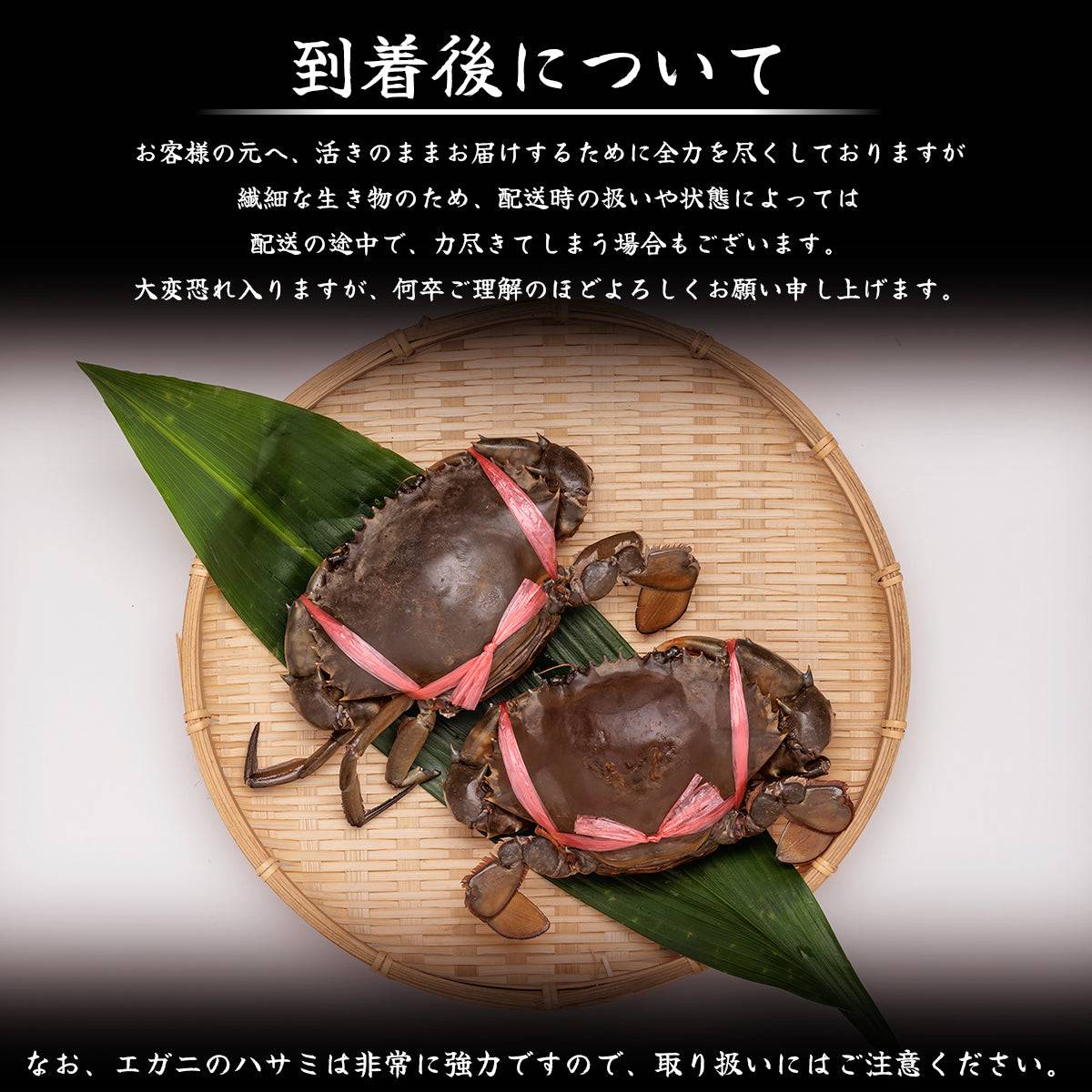 - 活き - エガニ ＜匹数：1~2匹 量：260g〜1.3kg サイズ：小~特大＞ 【土佐黒潮水産】公式オンラインショップ 黒潮水産