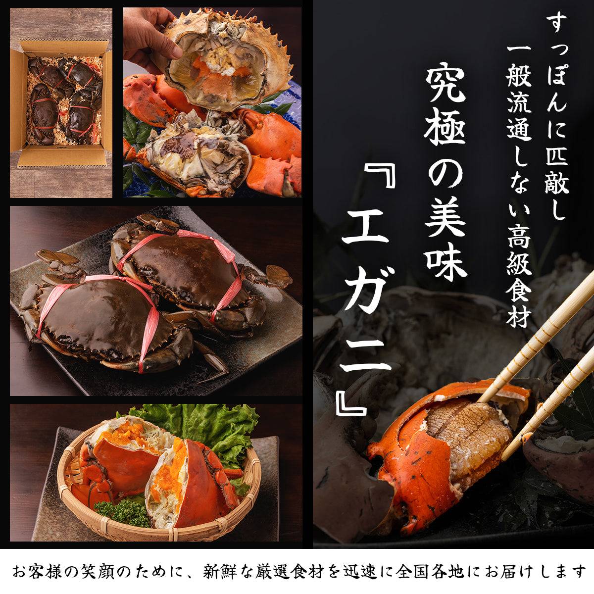 - 活き - エガニ ＜匹数：1~2匹 量：260g〜1.3kg サイズ：小~特大＞ 【土佐黒潮水産】公式オンラインショップ 黒潮水産