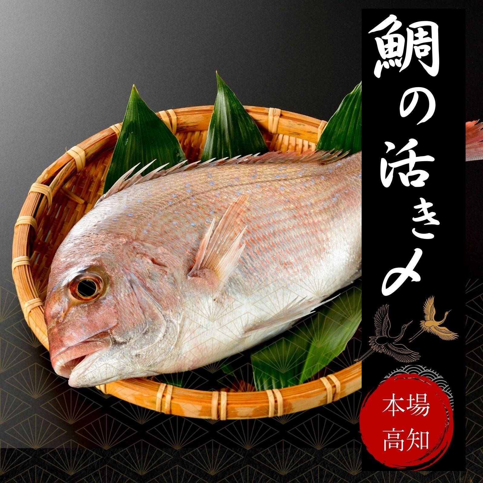 鯛の活き〆 <1kg> 【土佐黒潮水産】公式オンラインショップ 黒潮水産