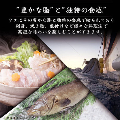 クエ ＜量：300~500g 目安：2〜4人前＞ 【土佐黒潮水産】公式オンラインショップ 黒潮水産