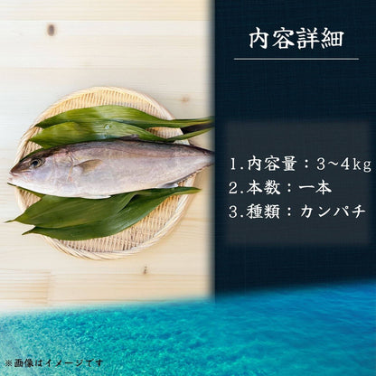 カンパチ ＜一本 量：3～4kg＞ 【土佐黒潮水産】公式オンラインショップ 黒潮水産