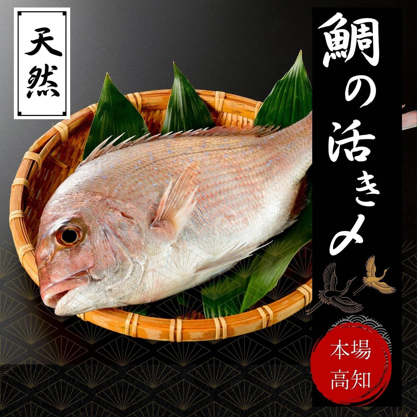 天然 鯛の活き〆 <1kg> 【土佐黒潮水産】公式オンラインショップ 黒潮水産