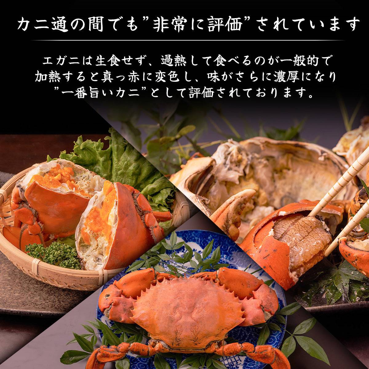 - 活き - エガニ ＜匹数：1~2匹 量：260g〜1.3kg サイズ：小~特大＞ 【土佐黒潮水産】公式オンラインショップ 黒潮水産