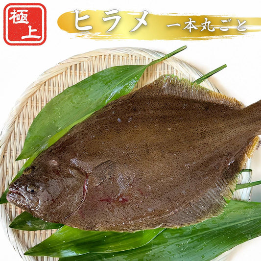 ヒラメ ＜一枚 量：800g＞ 【土佐黒潮水産】公式オンラインショップ 黒潮水産